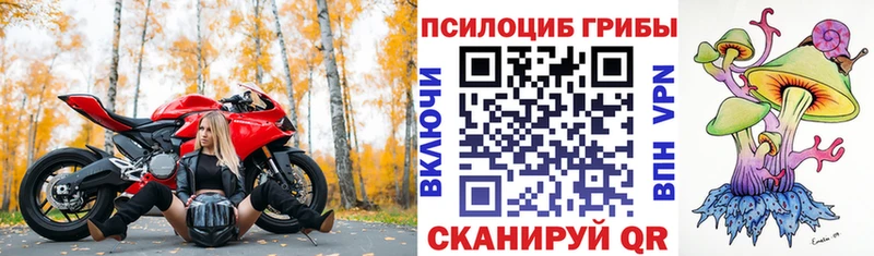 где можно купить   Гвардейск  Псилоцибиновые грибы прущие грибы 