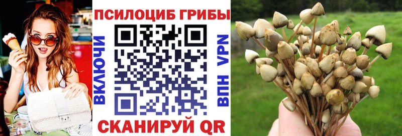 Галлюциногенные грибы Psilocybe Гвардейск